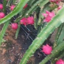 广西火龙果