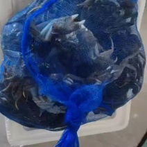 河蟹