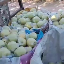 山坡生涨口感好，亮度好，甜脆多汁，产地直发现摘现发