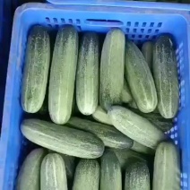 广东土黄瓜旱黄瓜，每年三月份到11月，大量都有货，