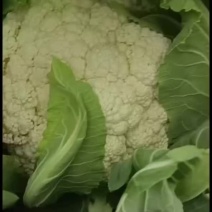 小米散花