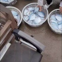 静鱼平鱼，大小都有需要的联系