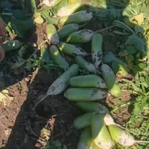 青萝卜，适合批发商咸菜厂电商大量供应保质保量对接全国