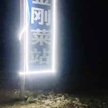 保定市清苑区谢庄市场甘蓝圆包菜产地直供各种蔬菜上市