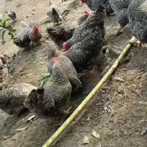 芦花鸡