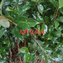 今冬明春可供大叶女贞一年苗，二年苗，各5O万株。