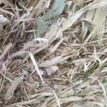 玉米秸秆小套袋牛羊草料