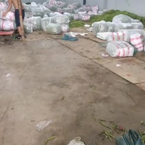 今天装的电商货小金豆质量保证大量从优基地直发