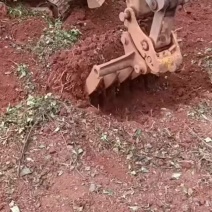 鱼腥草