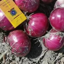 库存内蒙红美