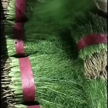 菠菜，油麦，香菜，菜花，茼蒿，各种蔬菜