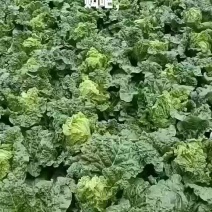 麻叶菜