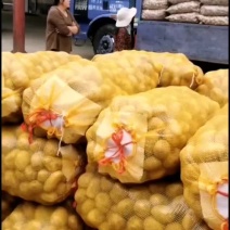 荷兰十五号土豆种子