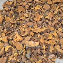 桑黄