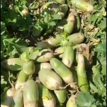 精品绿头萝卜