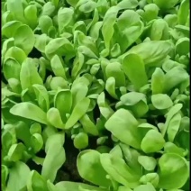 大叶茼蒿
