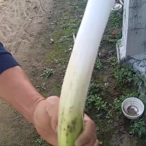 章丘大葱
