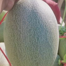饶阳县晓蜜25哈密瓜