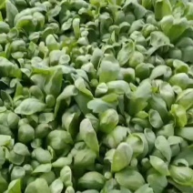 大量茼蒿