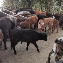 宠物牛改良肉牛犊给钱就卖线上交易安全有保障