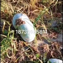 白皮冬瓜，量大，要的联系