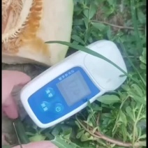 河南省夏邑县哈密瓜小蜜25，甜度高，果行好，大吨位供应