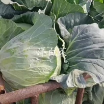 甘蓝扁包菜