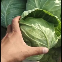 邯郸本地甘蓝大量上市中！精品韩绿甘蓝