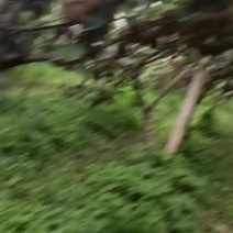 陕西宝鸡眉县徐香猕猴桃
