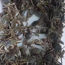 山东大闸蟹