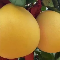 大埔红柚小果