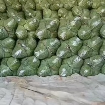 邯郸甘蓝大量现货
