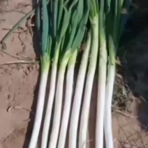 长白大葱