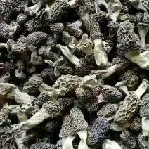 羊肚菌纯野生买家常年购销纯野生羊肚菌