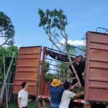 普宁市广大出售黄槐需要老板请联系我