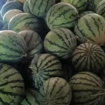 浙江麒麟瓜，皮薄脆甜