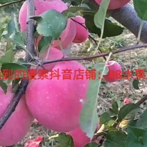 洛川红富士苹果