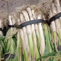 黑龙江绥化当地大葱嘎嘎好