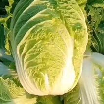 黄心大白菜