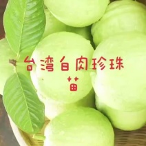 台湾珍珠番石榴苗白珍珠珍珠白台湾番石榴苗
