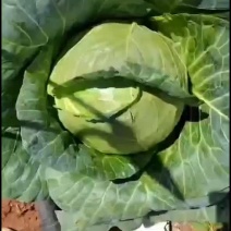 云南山地小铁头