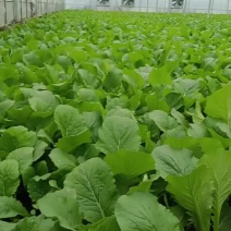 精品青菜，快菜，大量上市