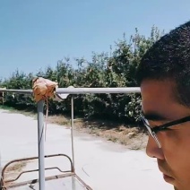 维纳斯黄金苹果嘎嘎好吃嘎嘎脆苹果中的爱马仕