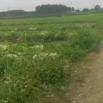 精品广西芥菜大量上市，无限量模式供应，欢迎咨询
