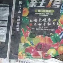 晚秋黄梨