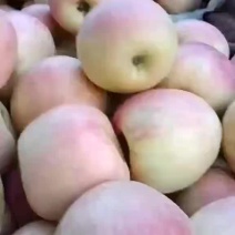 纸袋富士，膜袋富士，寒富苹果