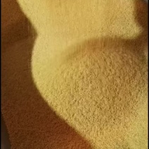 优质黄小米
