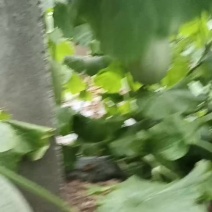 西州蜜