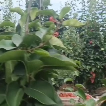 晚秋黄梨，开园大量供应！果品一级！