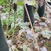 千亩青皮吊冬瓜待售中